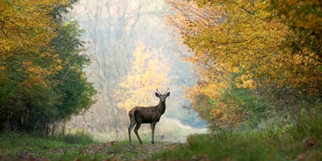 DEC Finalizes Regulations to Increase Harvest of Antlerless Deer